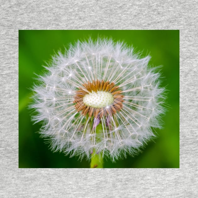 Dandelion by Simon-dell